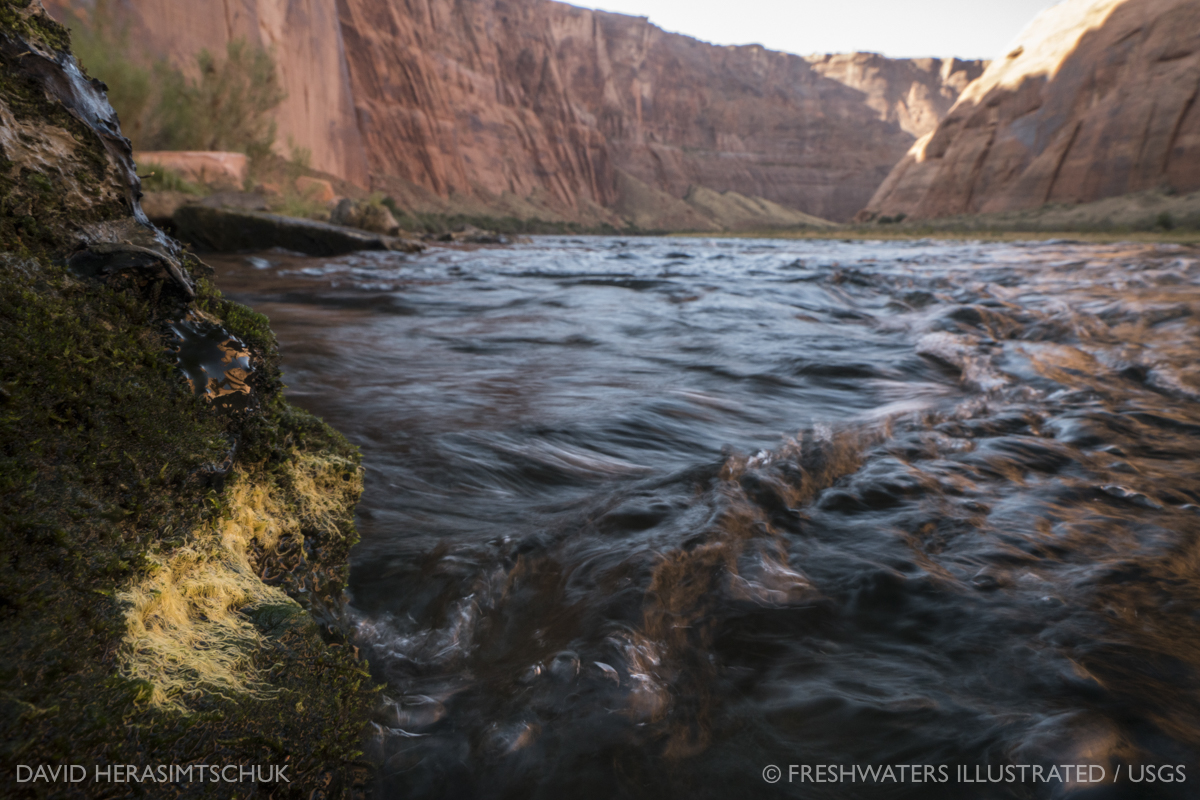 Freshwaters Illustrated photo of aquatic insect eggs on a rock during a bug flow experiment